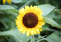 重构产业链条的攻击网站服务器