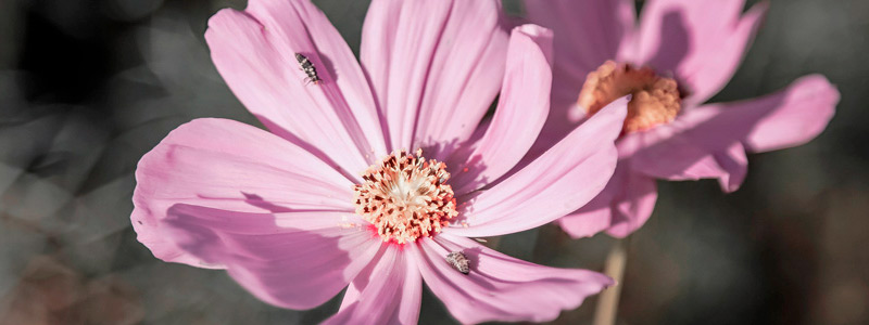 人工智能工具的攻击网站服务器