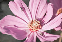 ddos攻击在哪能买到